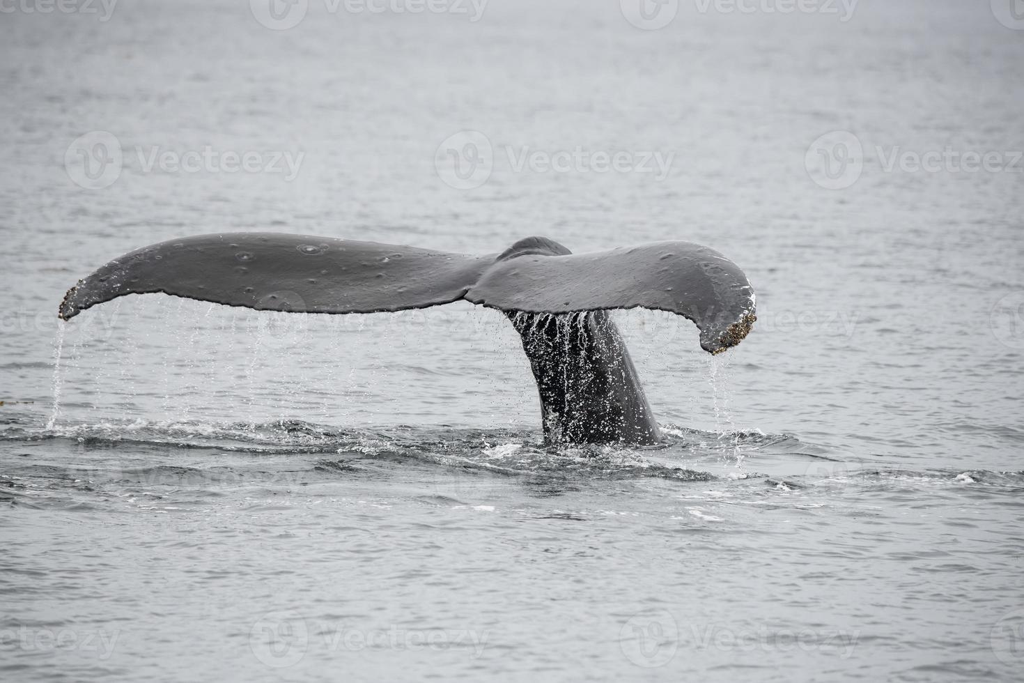Humpback Whale, Alaska photo