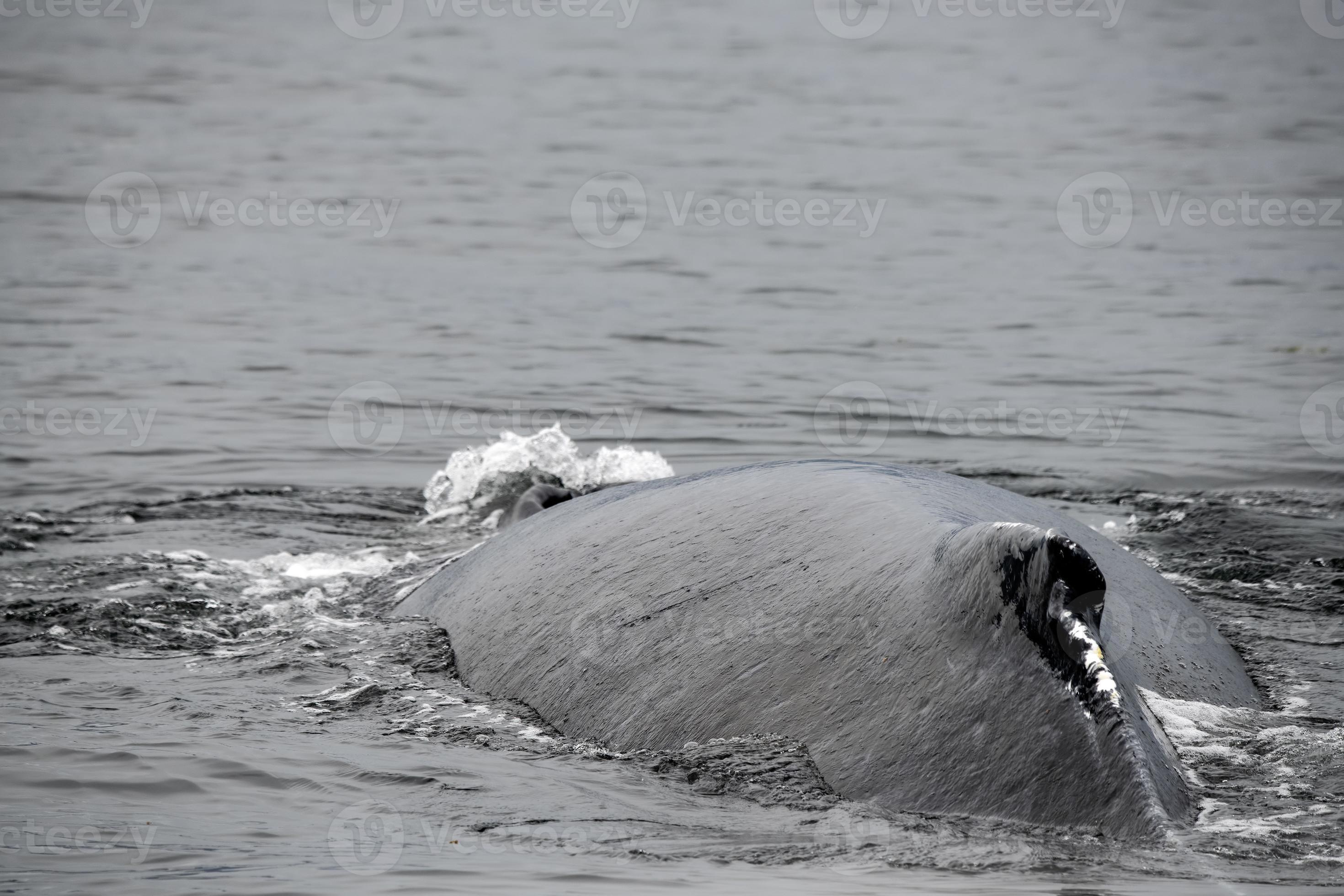 Humpback Whale, Alaska 4407262 Stock Photo at Vecteezy