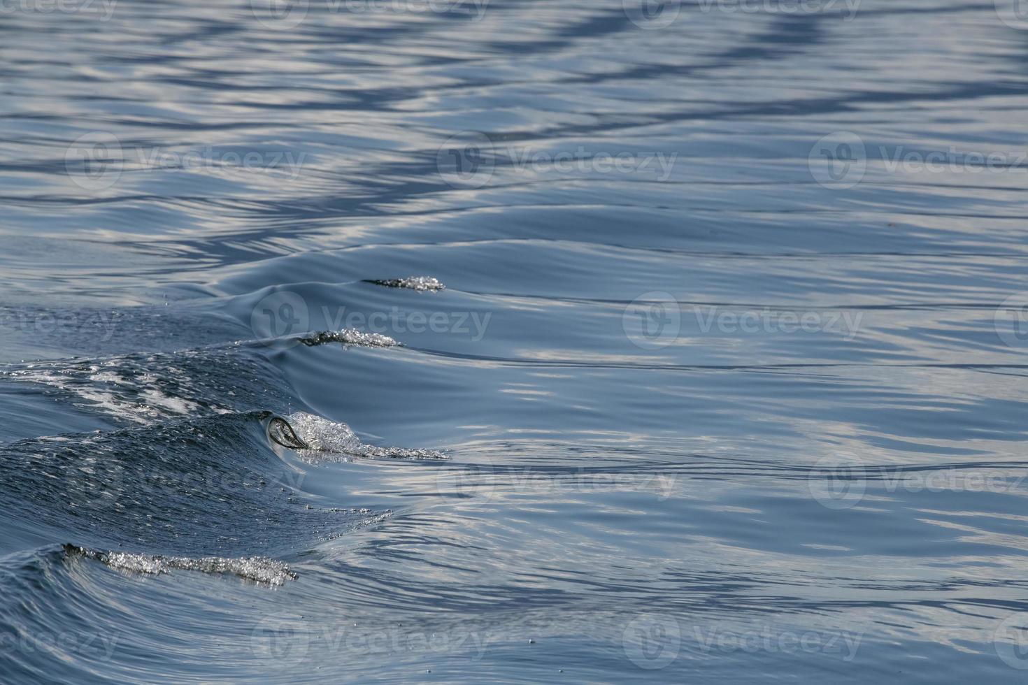 Boat Wake Pattern, Alaska photo