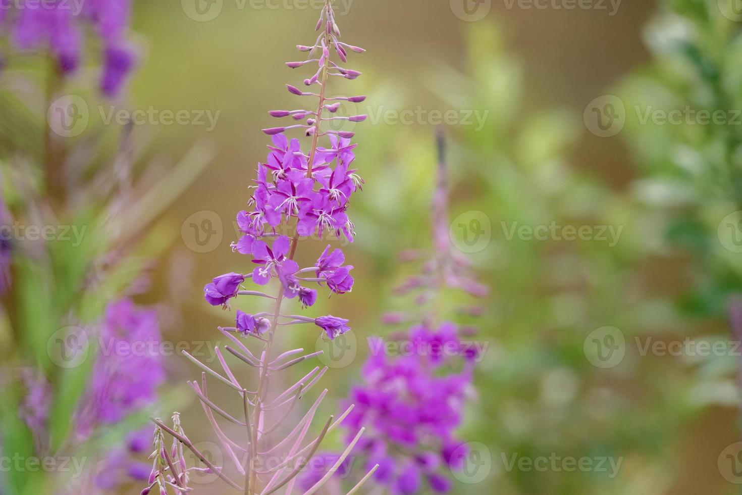 fireweed en juneau, alaska foto