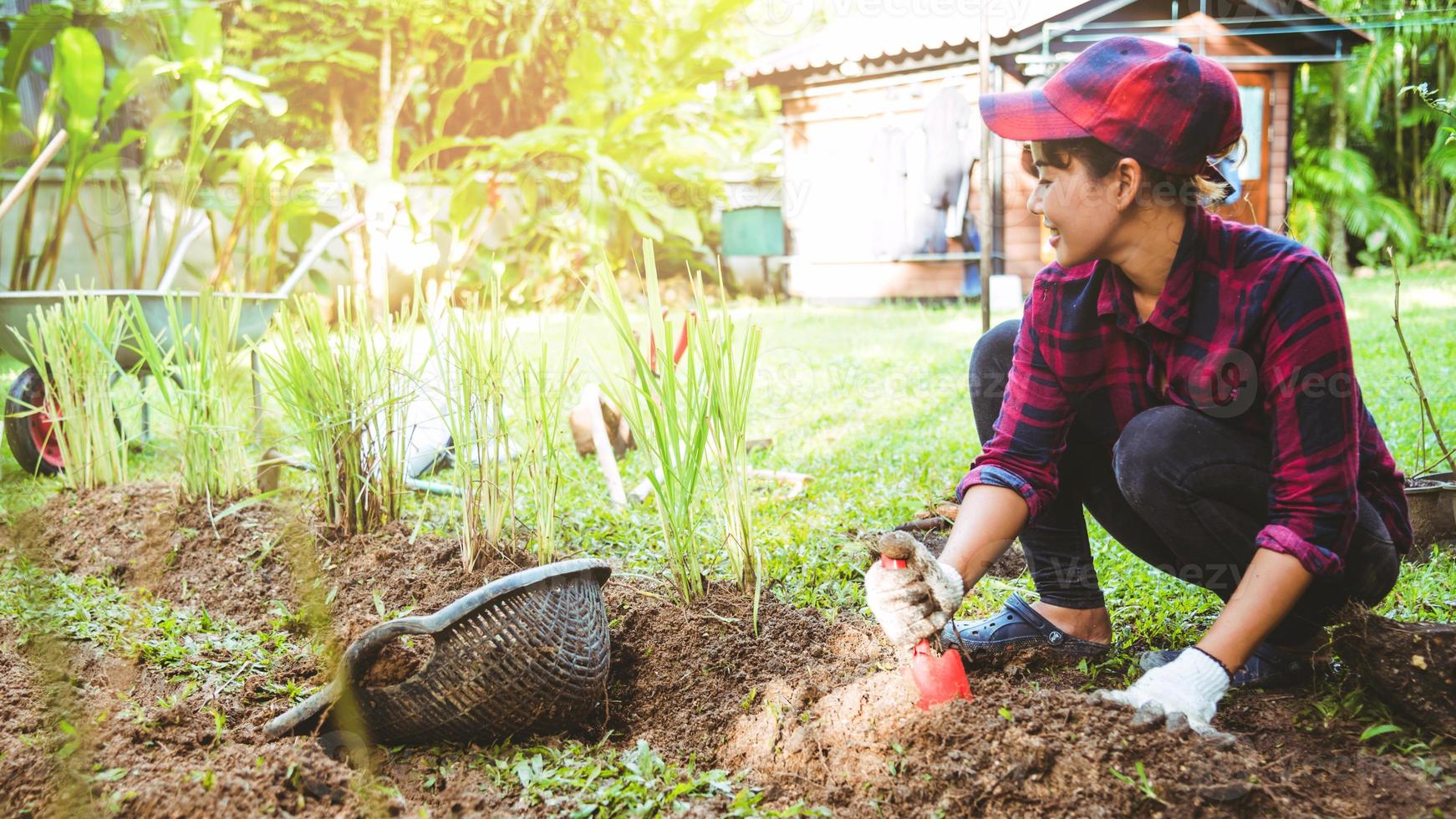 Las mujeres asiáticas cavan el suelo plantando limoncillo. huerta vegetal. foto