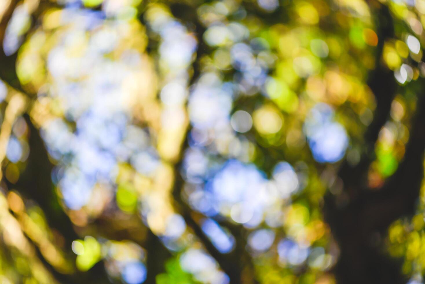 background blur natural and light background in the forest. 4407420 Stock  Photo at Vecteezy