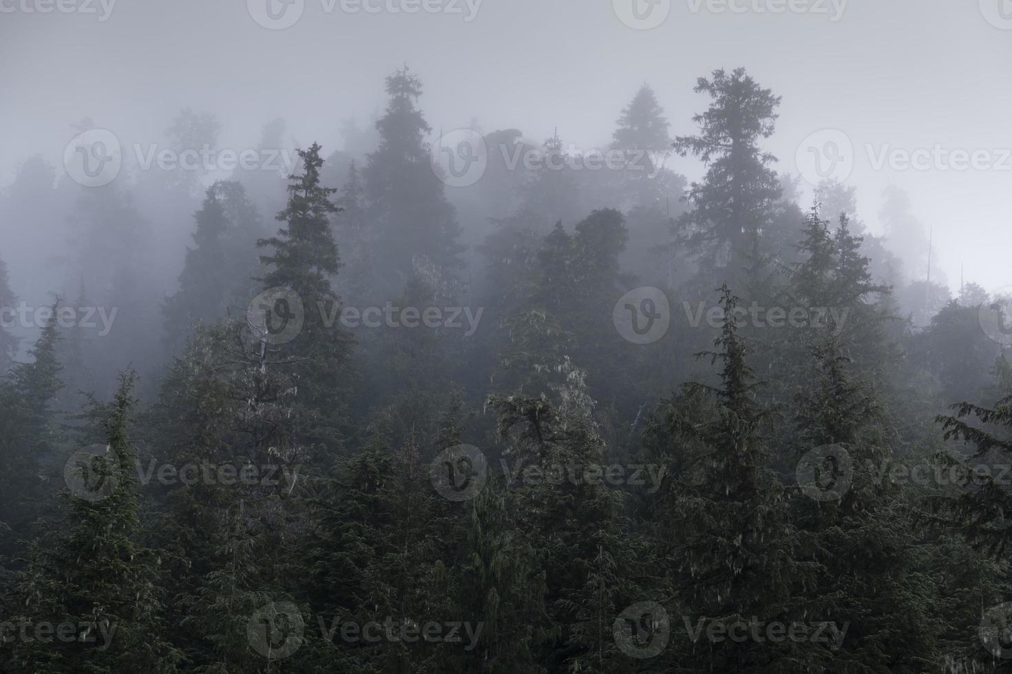 bosque lluvioso brumoso, alaska foto