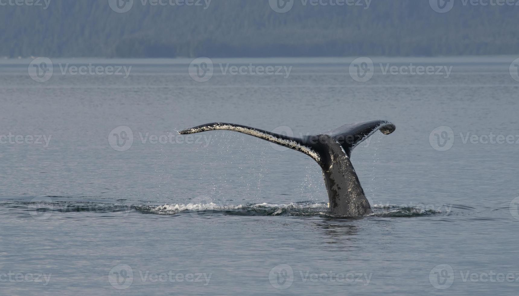 vista frontal, de, ballena jorobada, casualidad foto