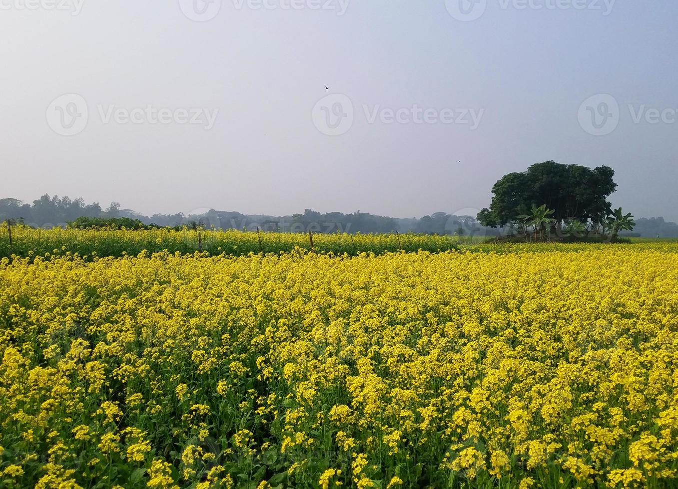 Mastard land in the village photo