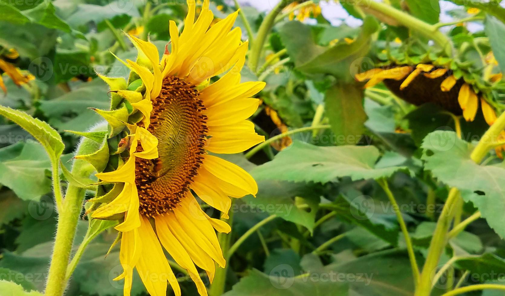 girasol en el campo con hojas verdes foto