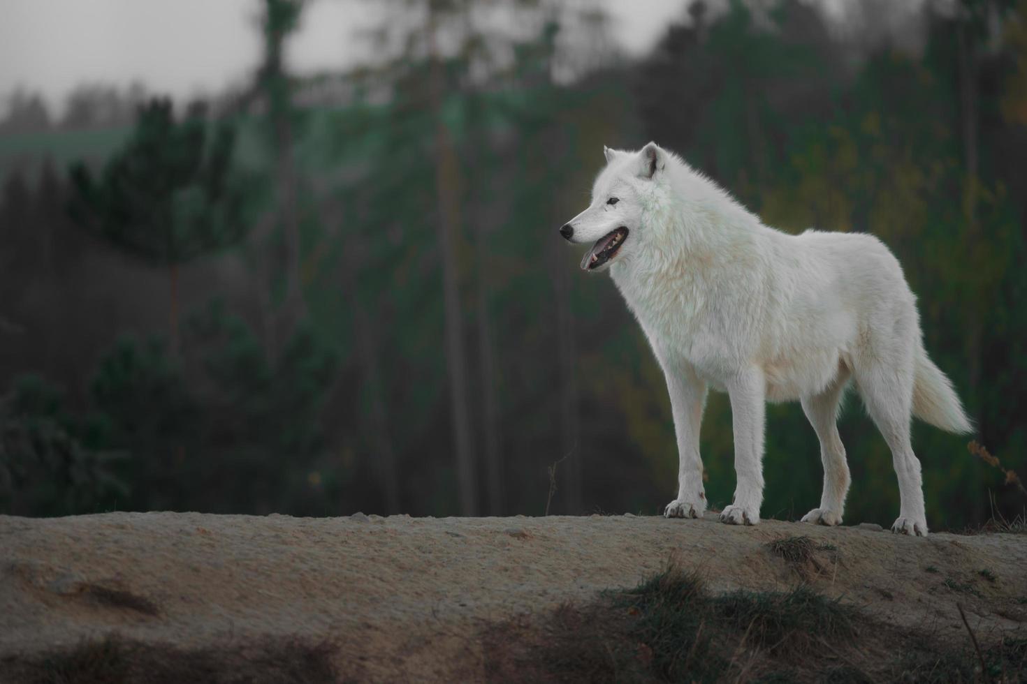 Portrait of Arctic wolf photo