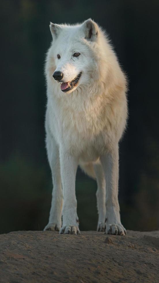 retrato de lobo ártico foto