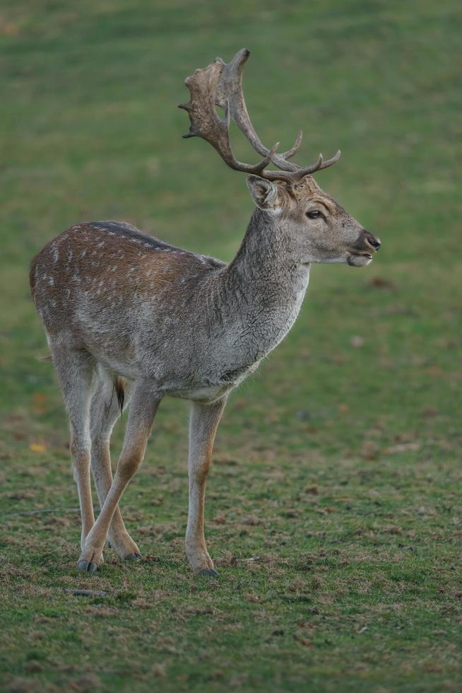 Portrait of Fallow deer photo