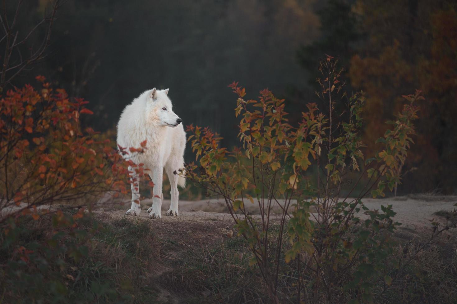 Portrait of Arctic wolf photo