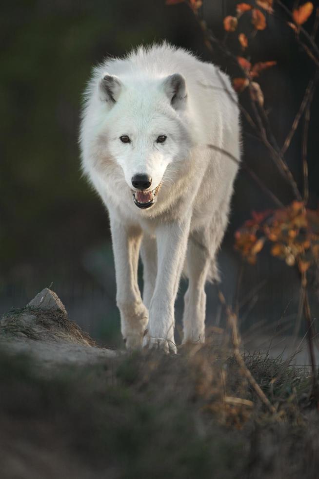 Portrait of Arctic wolf photo