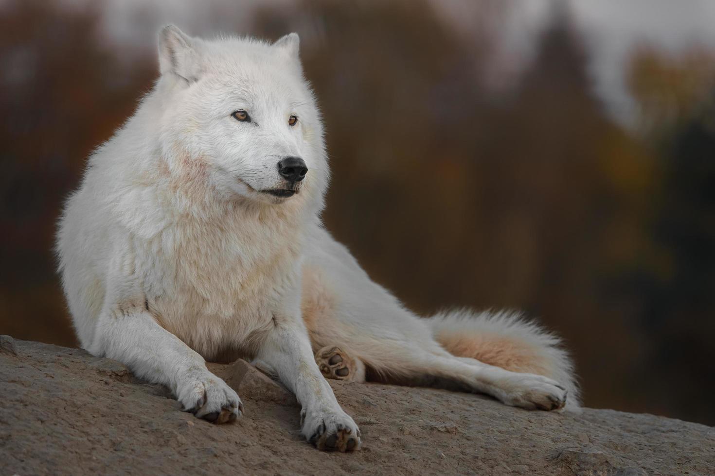 Portrait of Arctic wolf photo