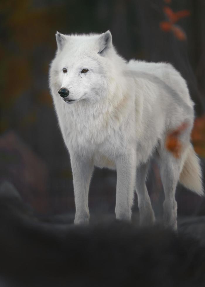 Portrait of Arctic wolf photo