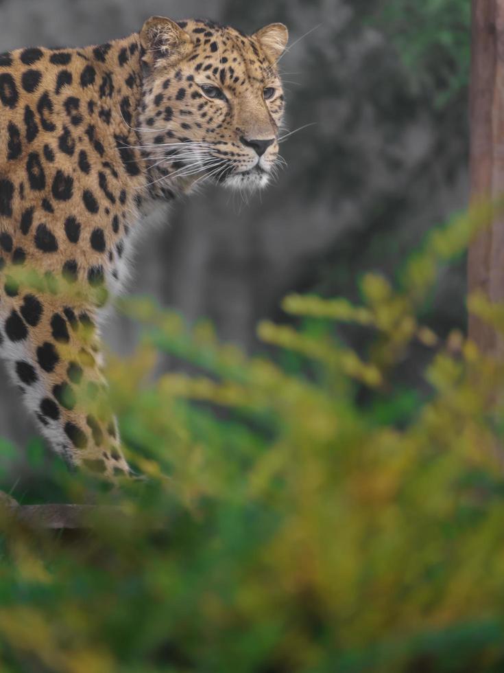 retrato de leopardo de amur foto