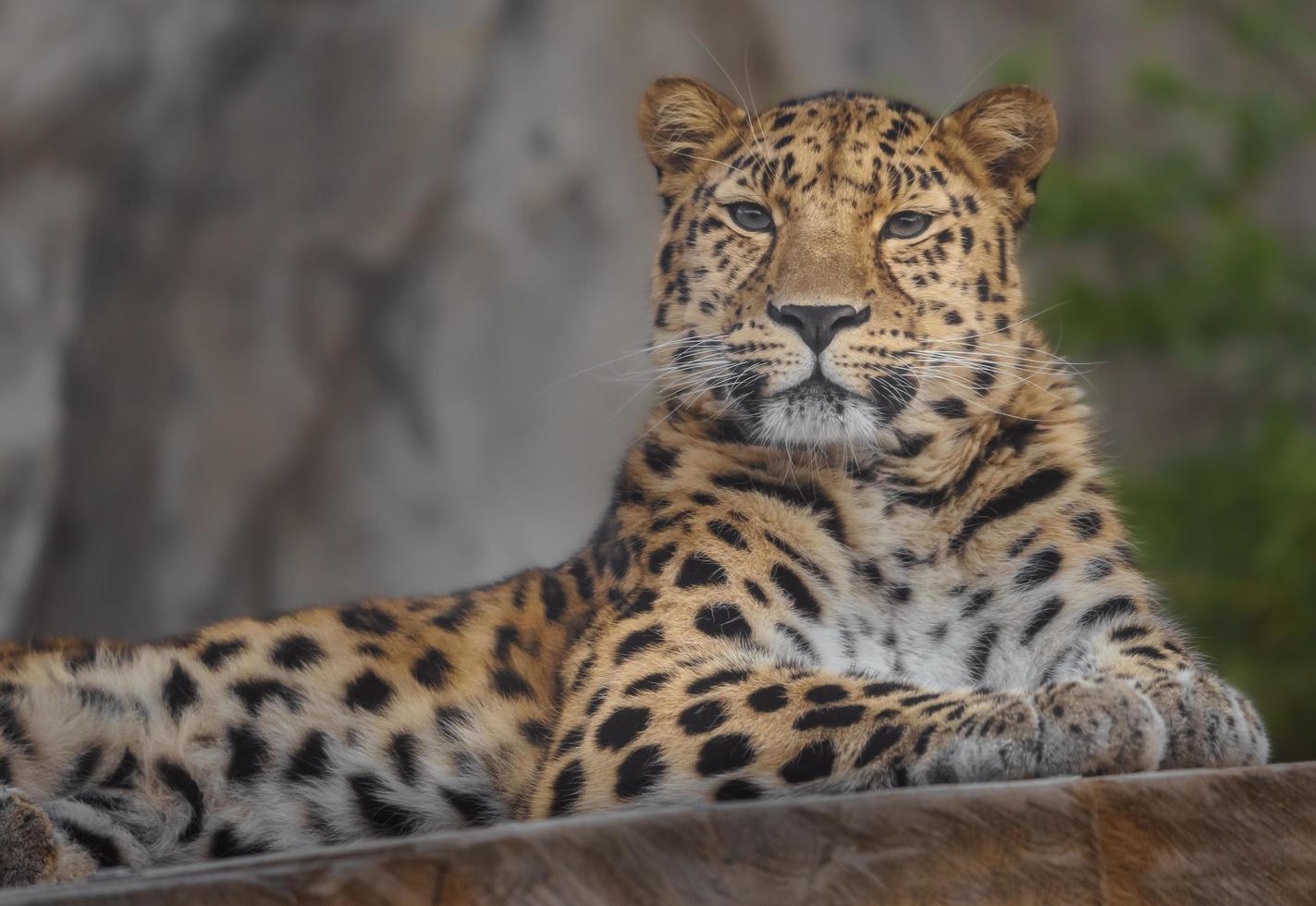 Portrait of Amur leopard photo