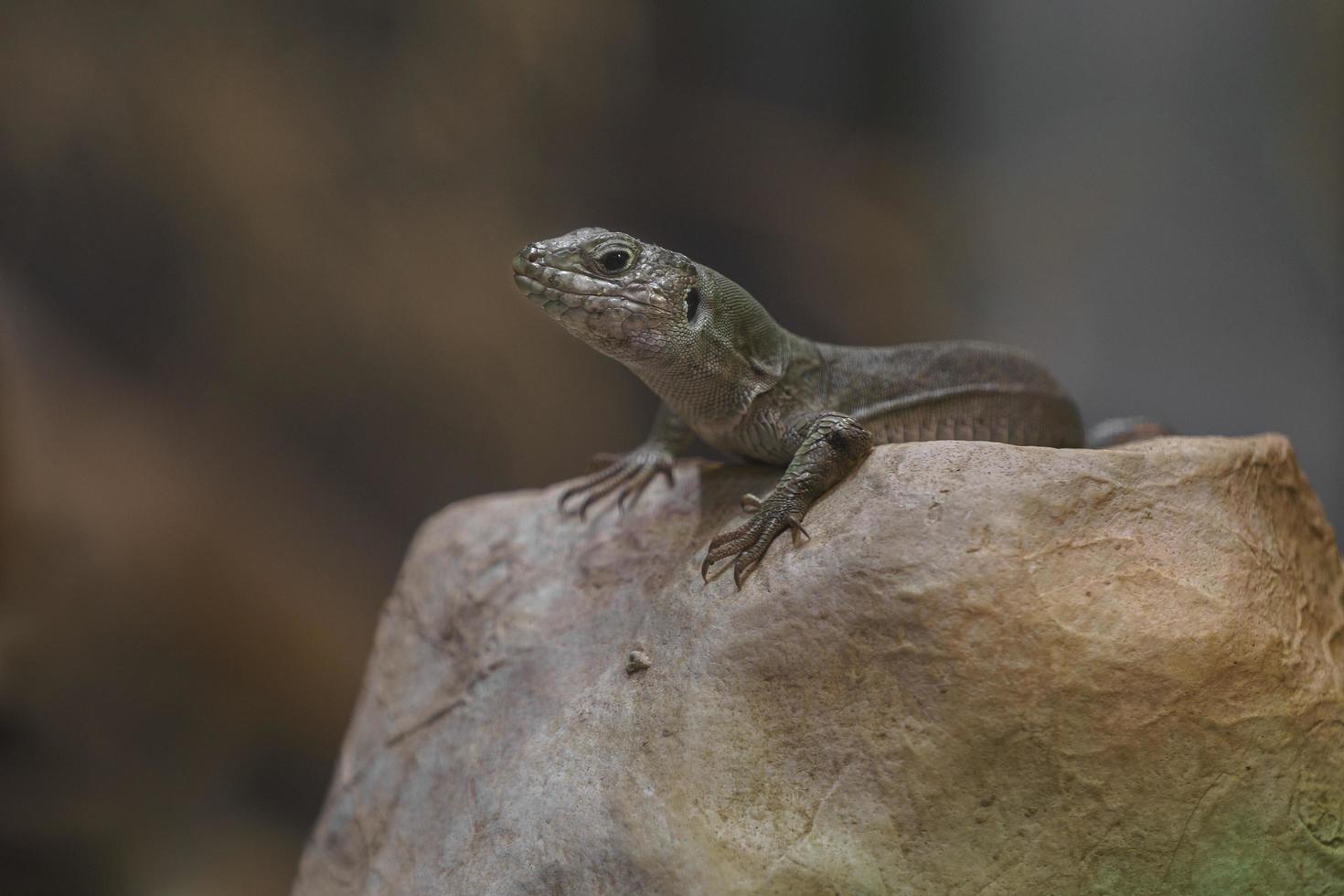 el eslizón del árbol esmeralda foto