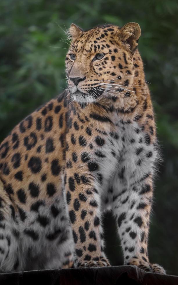 Portrait of Amur leopard photo