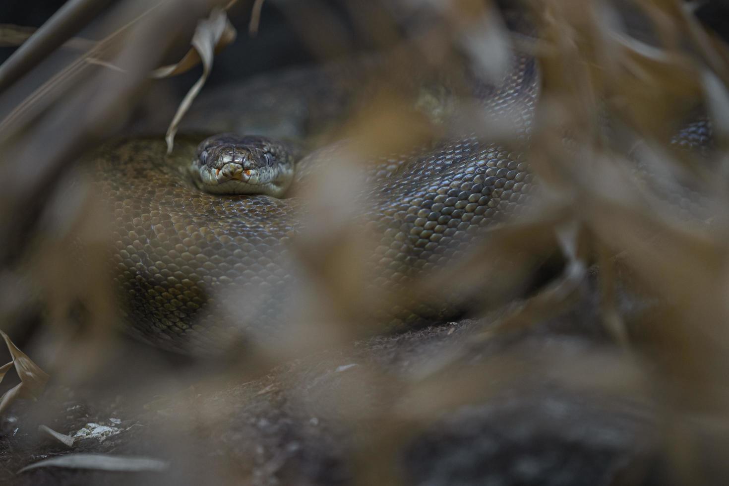 Macklot's python in terrarium photo