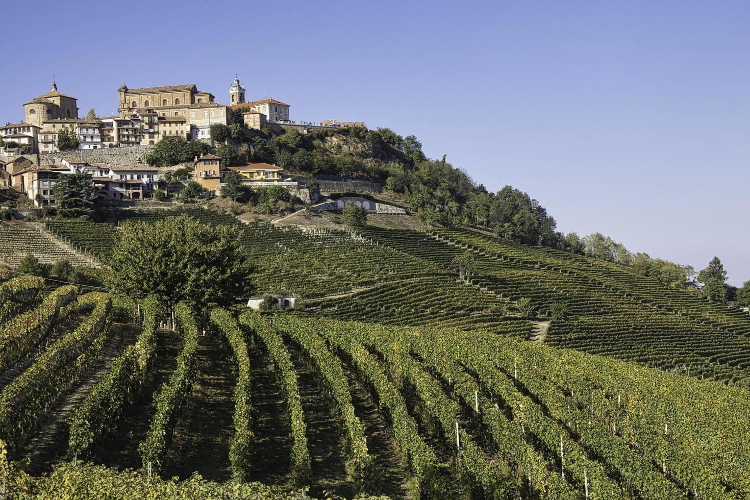 paisajes de viñedos en la langhe piamontesa en otoño durante la cosecha foto