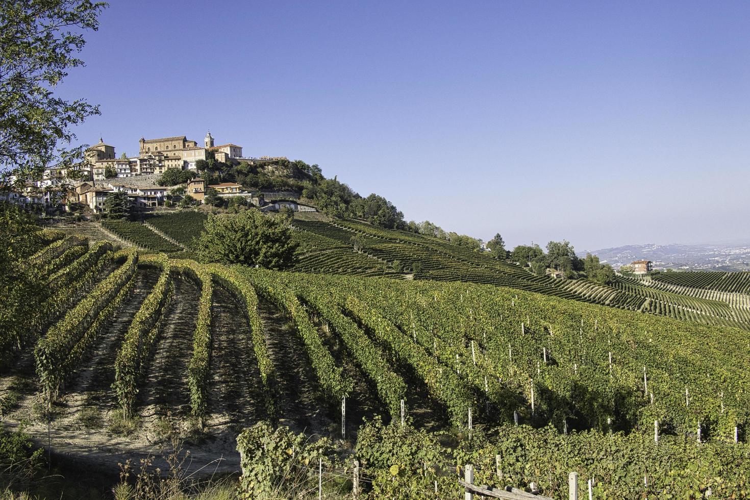 paisajes de los viñedos de la langhe piamontesa en otoño durante la vendimia foto