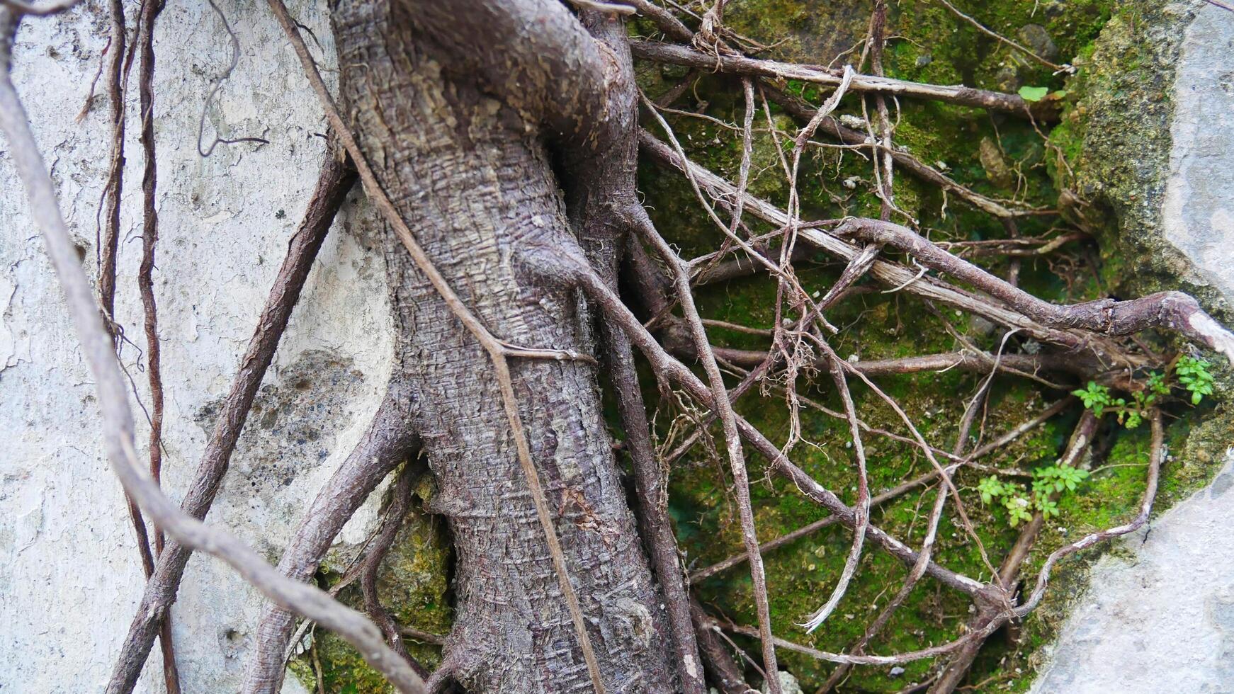 plant roots creeping on the wall 4408521 Stock Photo at Vecteezy