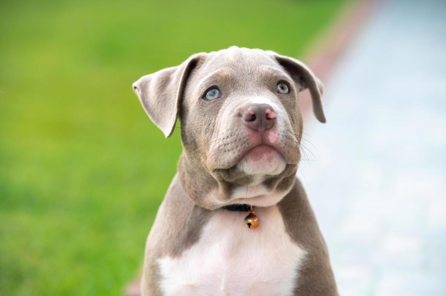 American Bully Puppy, mascota divertida y linda. foto