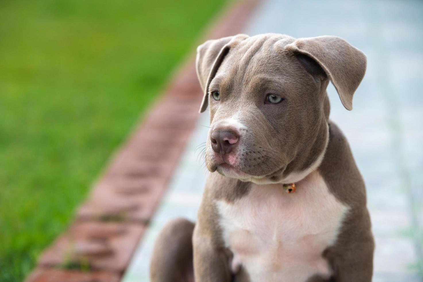 perro mamá american bully cachorro perro, mascota gracioso y lindo foto