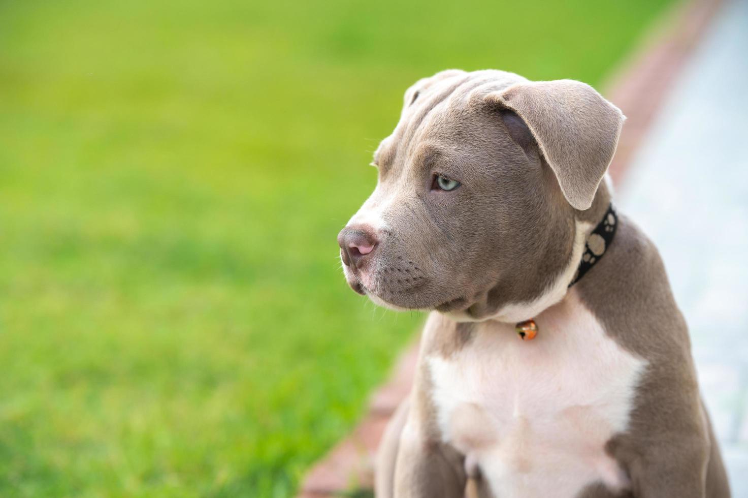 American Bully Puppy, mascota divertida y linda. foto