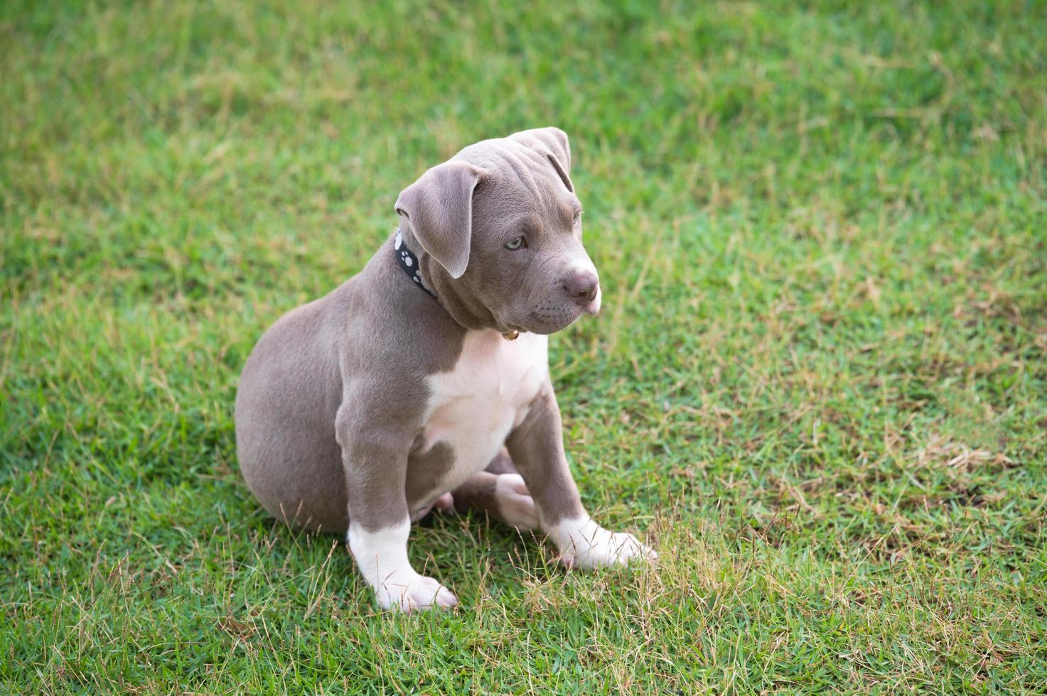 cachorro sentado en la hierba, perro cachorro matón americano, mascota divertida y linda foto