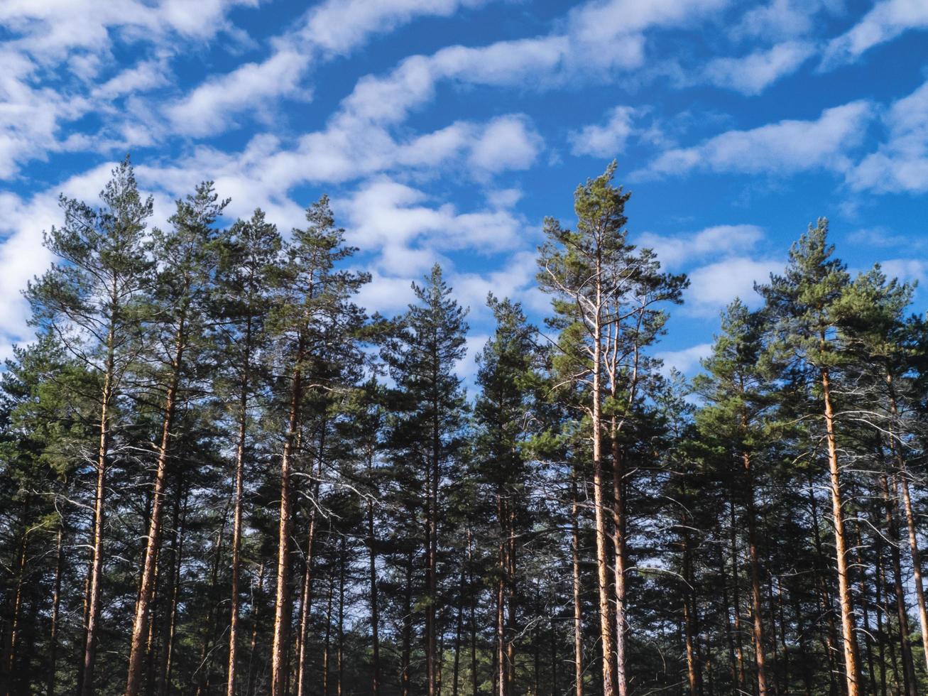 esbeltos pinos con el telón de fondo de un hermoso cielo nublado. foto