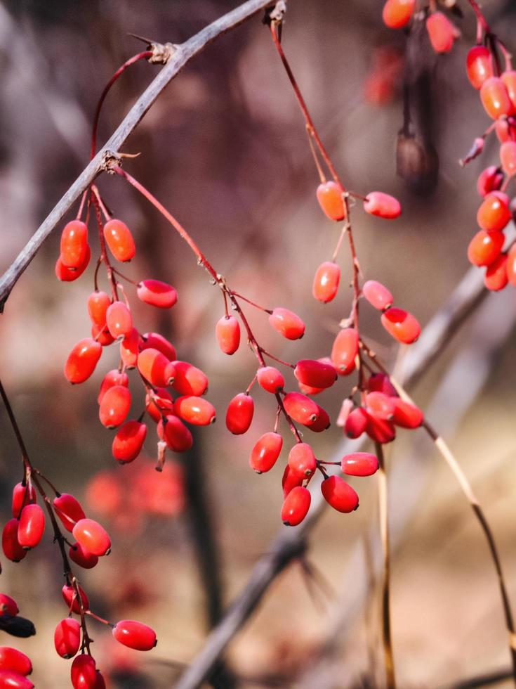 frutos de agracejo a finales de otoño. foto