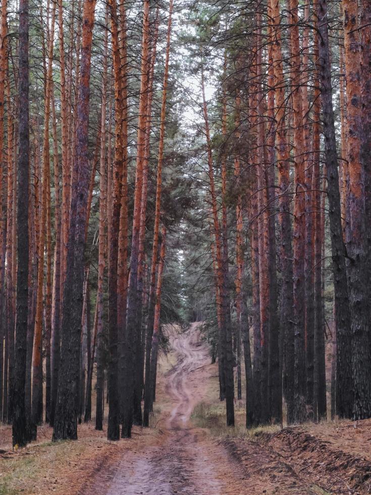 camino de tierra en el bosque de pinos. foto