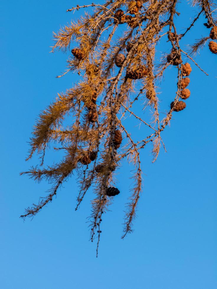 rama seca de abeto muerto contra el cielo azul. foto