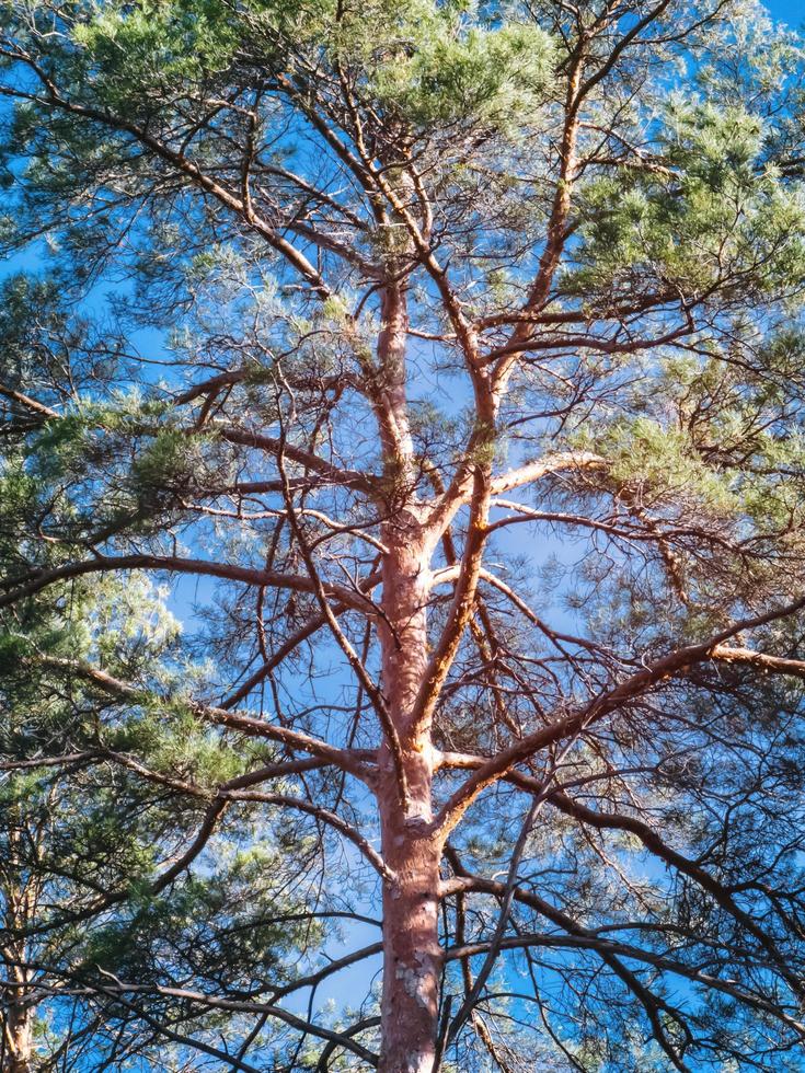 Trunk of a pine tree with dense branches. photo