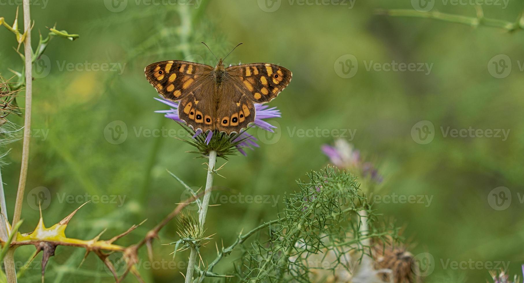 primer plano de la mariposa monarca foto