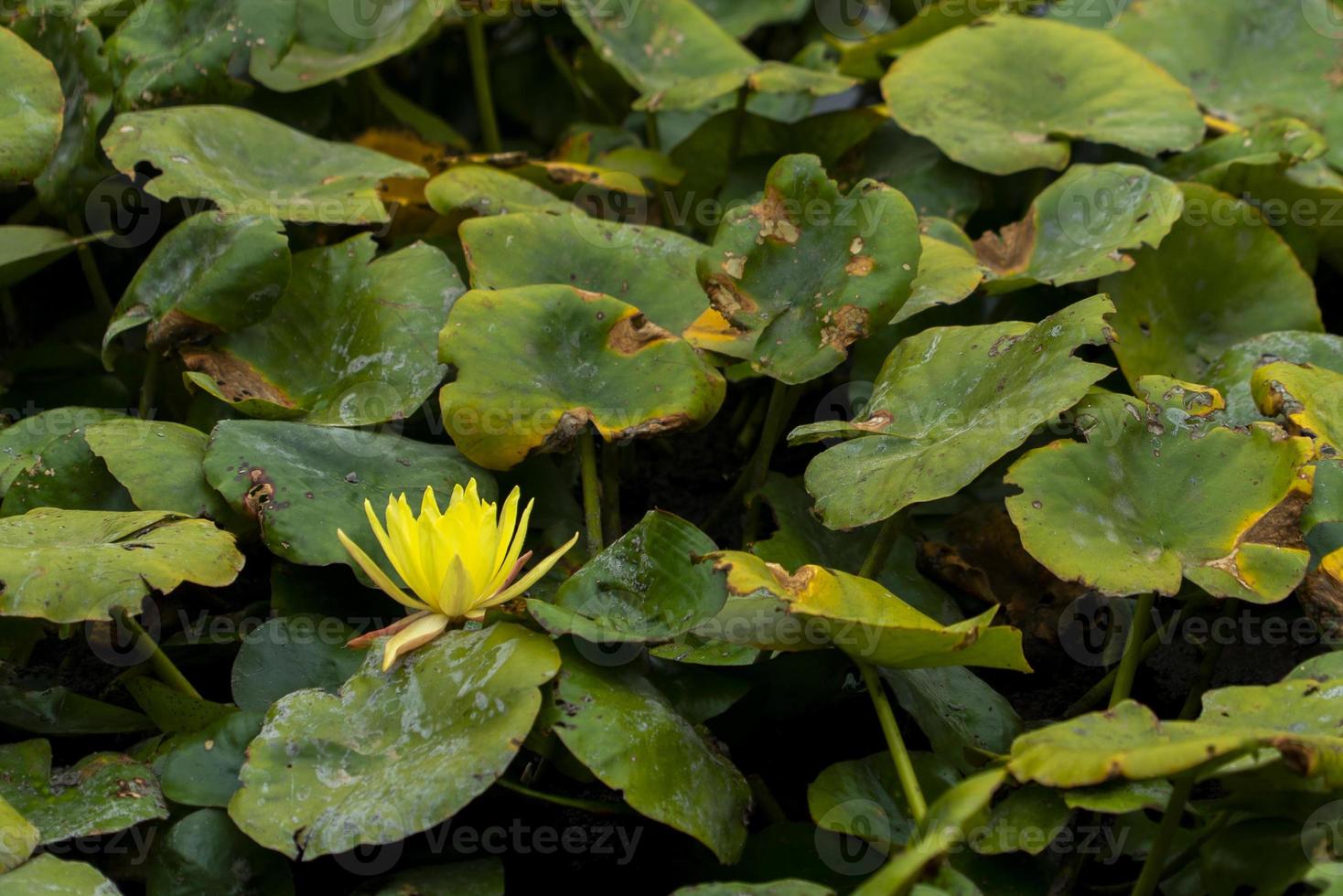 water lily on the lake in Gran Canaria photo