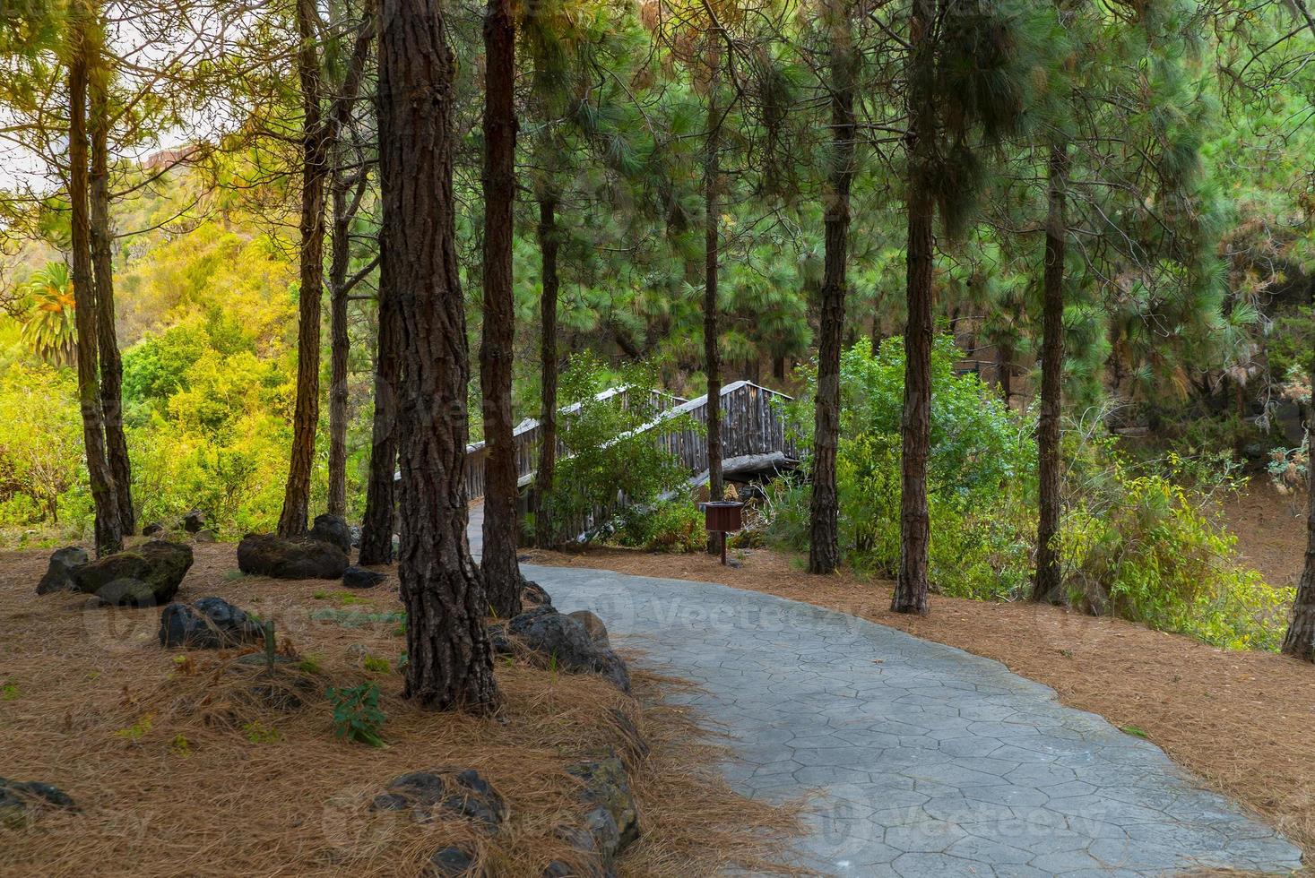 walk in the botanical garden of Gran Canaria photo