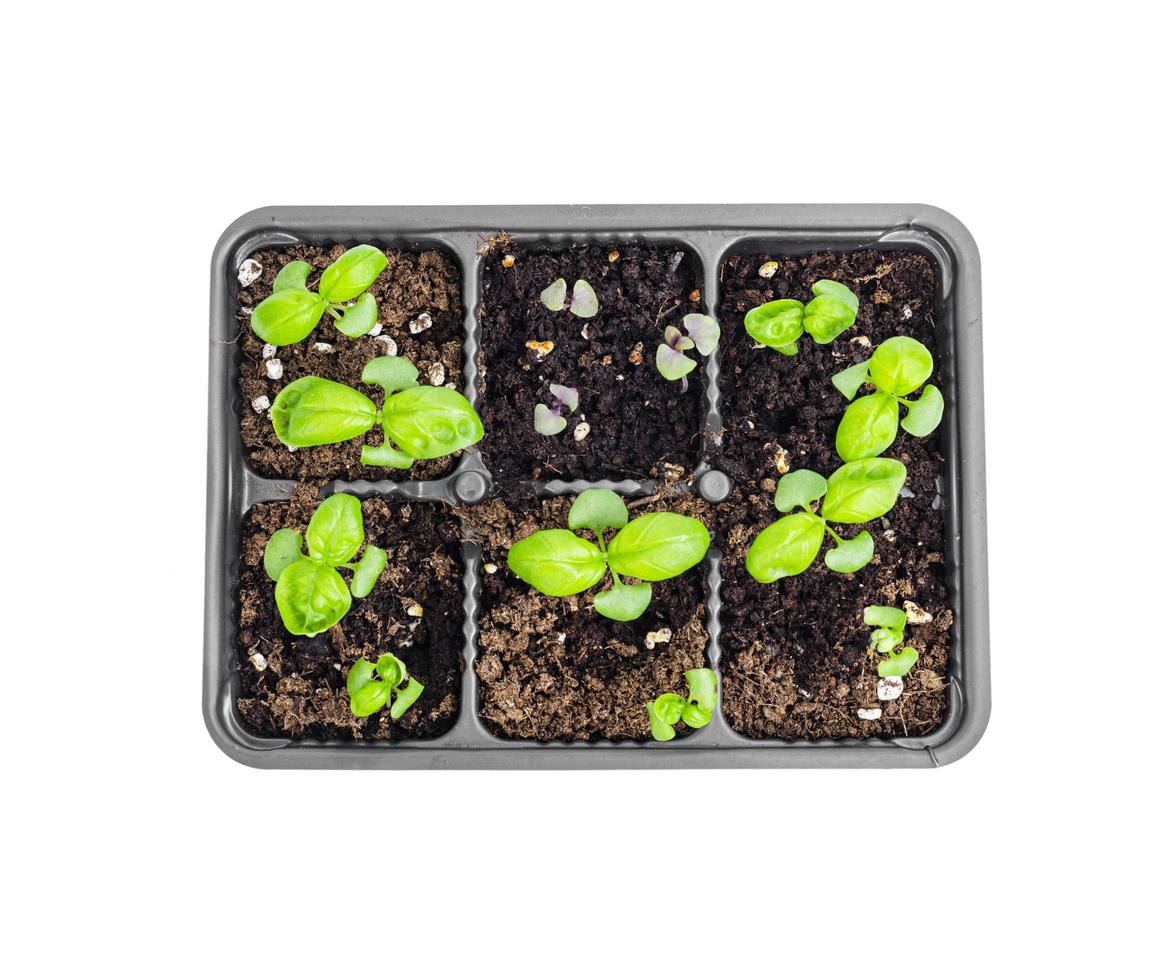 Small green basil sprouts grown in plastic containers, white background photo