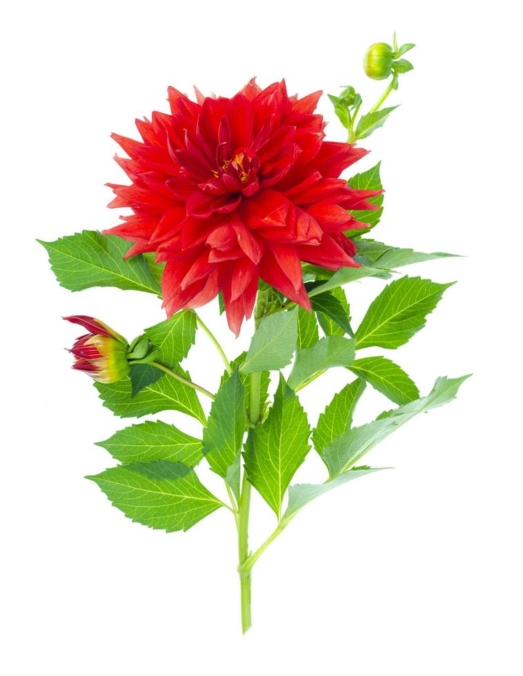 Red luxury dahlia flower isolated on white background. Studio Photo