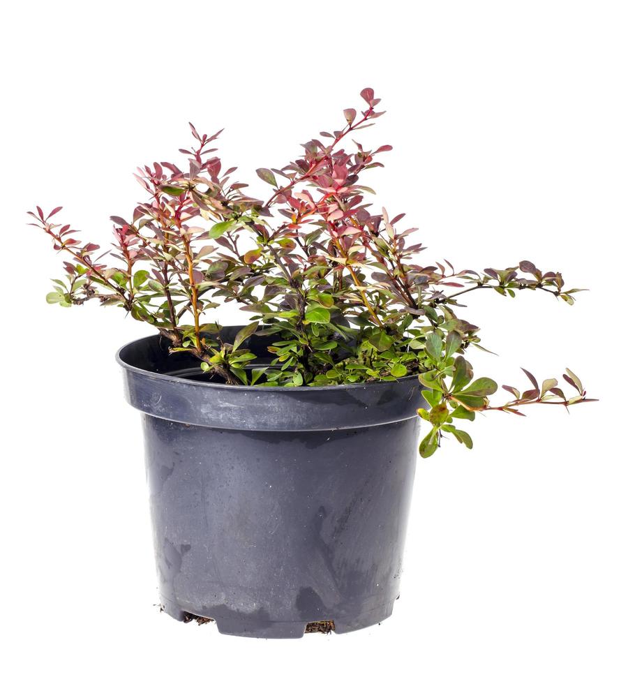 Bush of red-leaved thunberg barberry in container photo