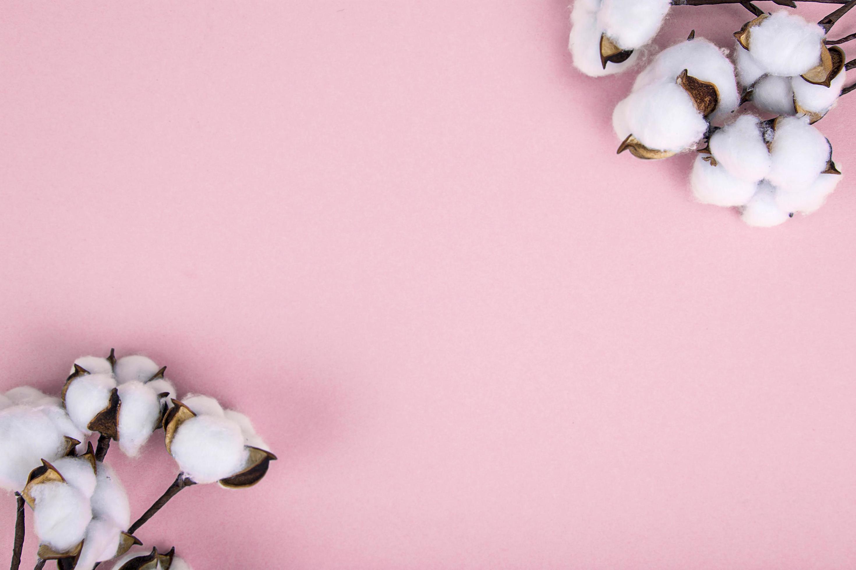 Cotton flowers on pink background. Natural Photo 4409806 Stock Photo at
