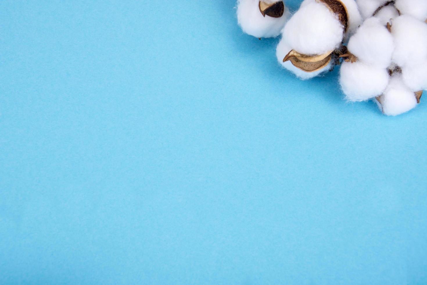 Cotton flowers on blue background. Natural Photo