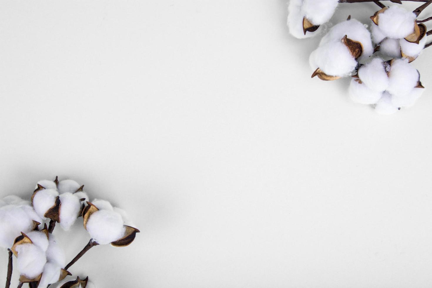 Cotton flowers on light background. Natural Photo