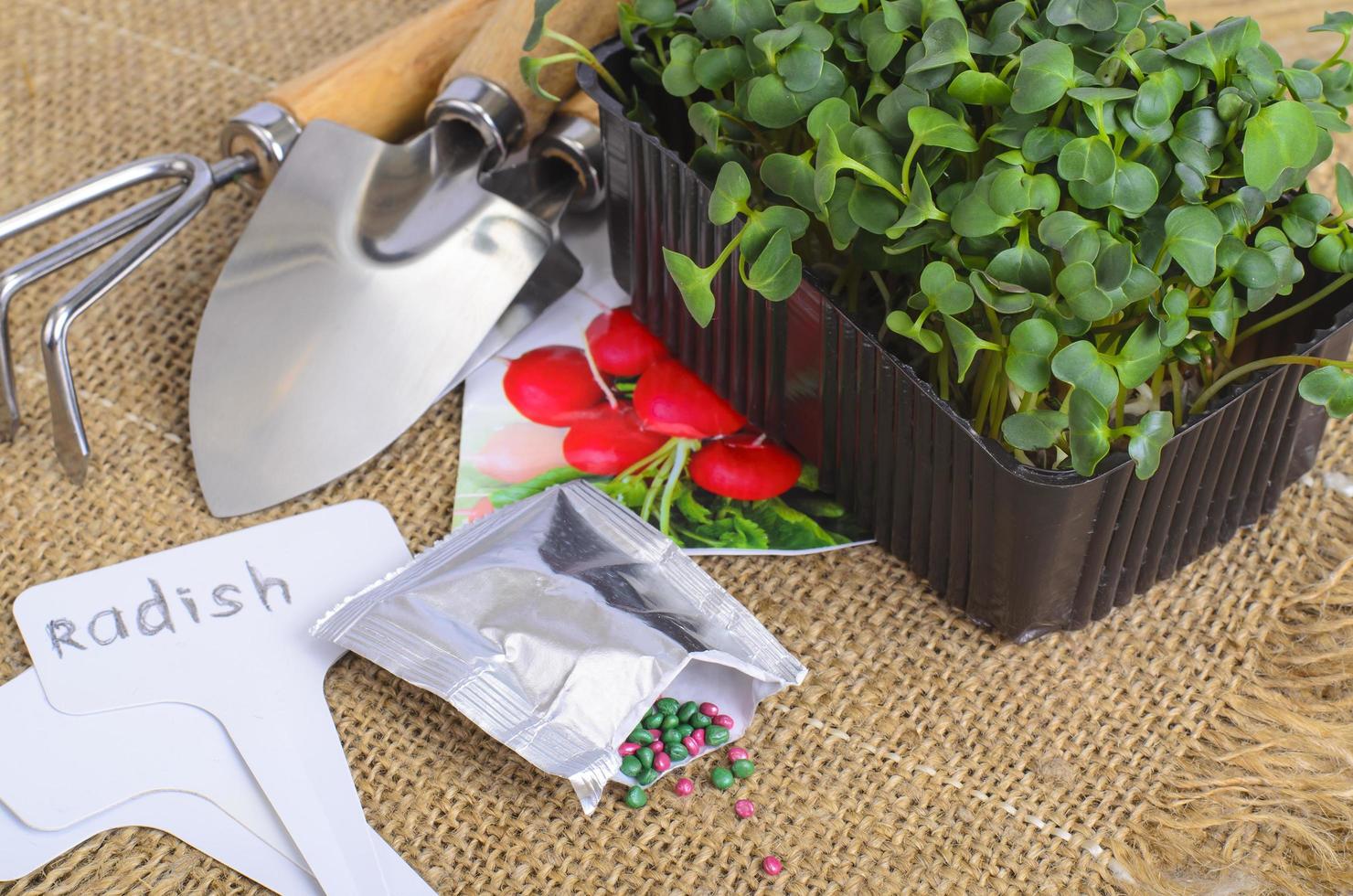 Planting microgreens. Pack with radish seeds. Garden tools for planting plants photo