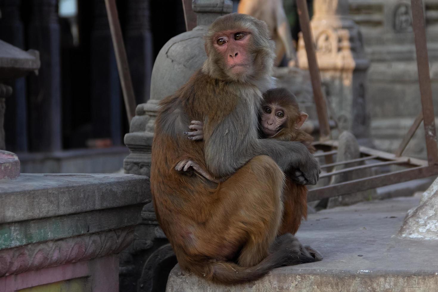 Mother and son monkeys. Monkey Temple. Katmandu, Nepal, Asia photo