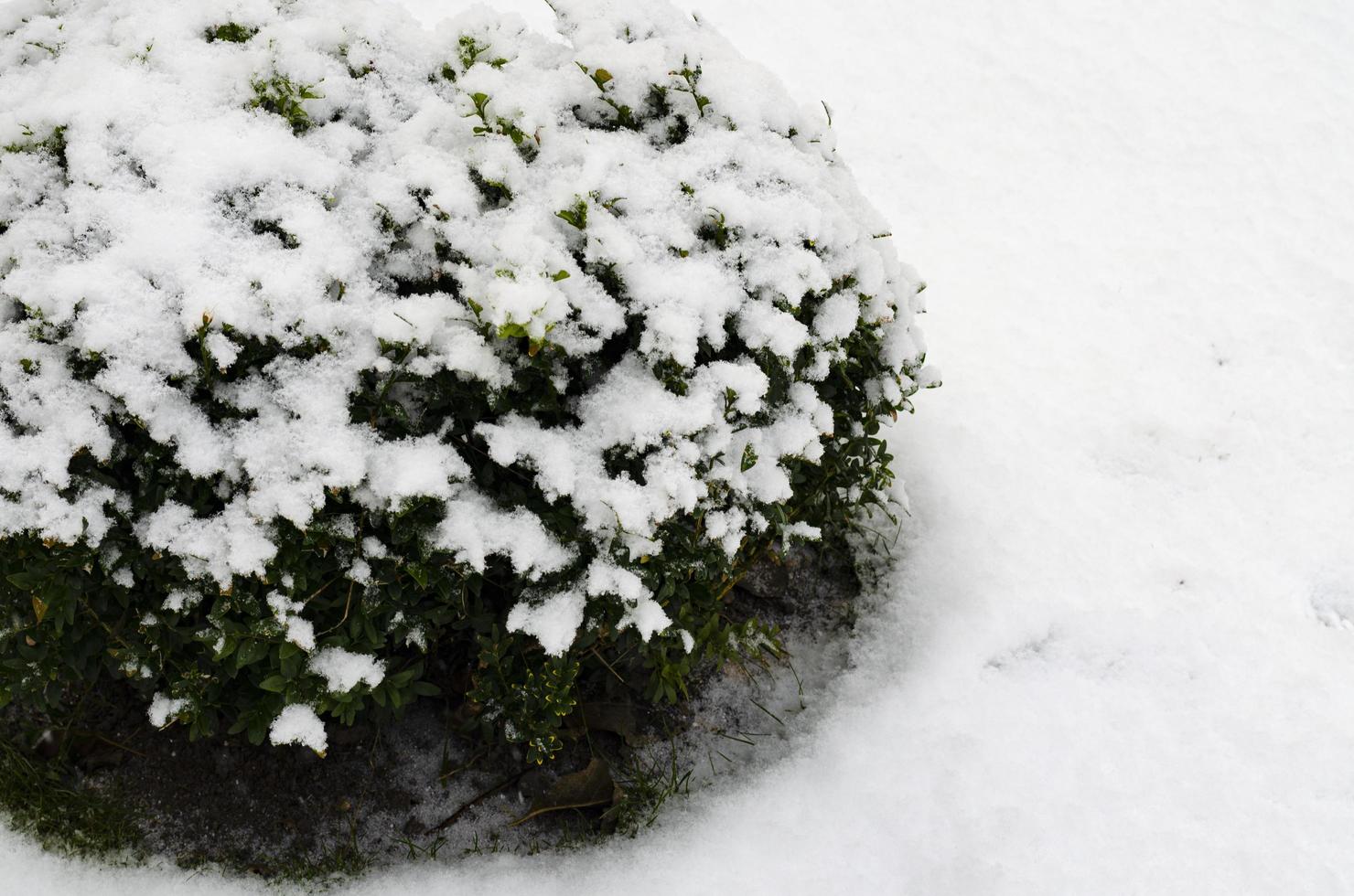 plantas de jardín, arbustos, coníferas bajo la nieve en invierno foto