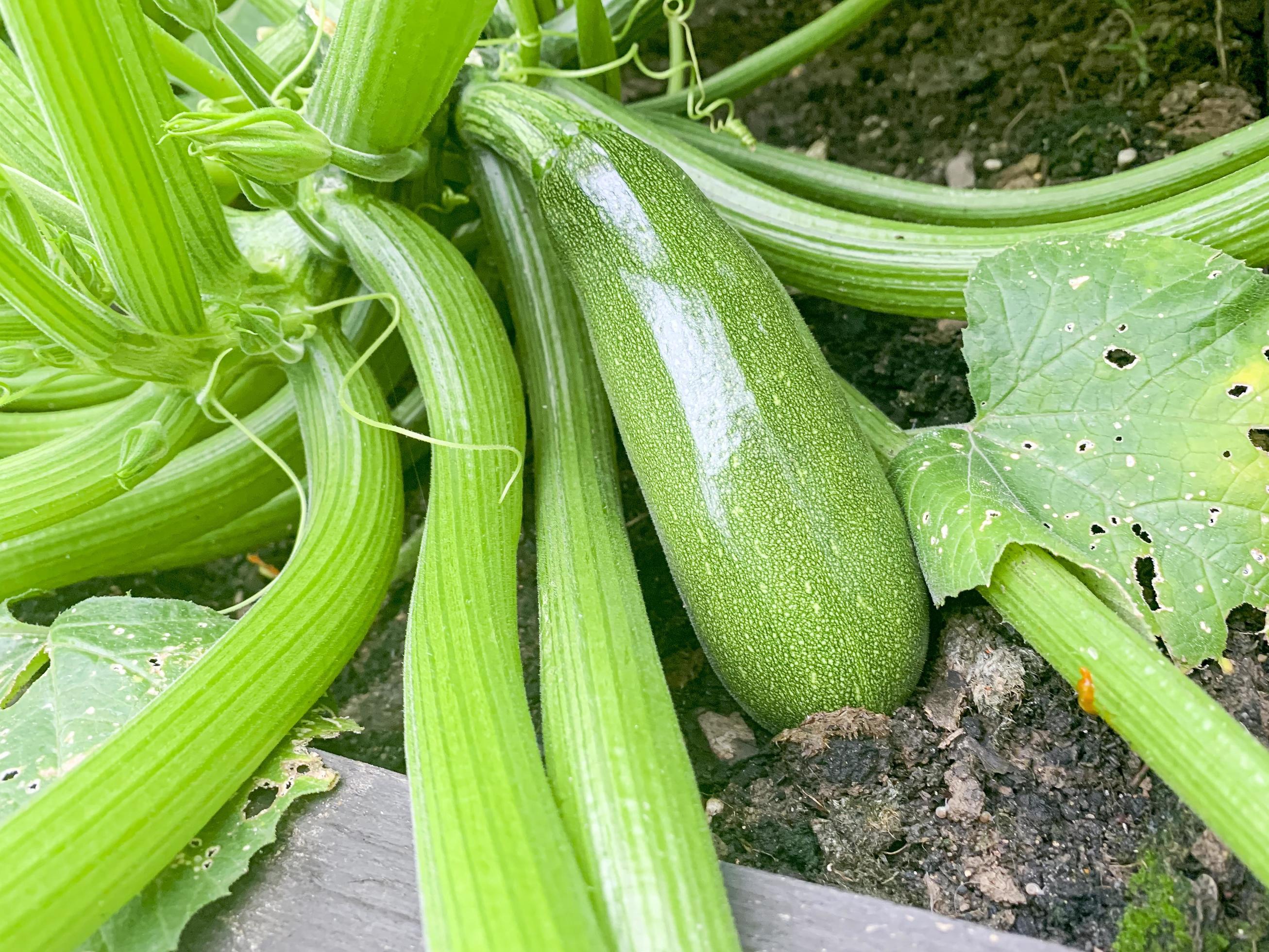fruit of zucchini squash grows on bush 4411832 Stock Photo at Vecteezy