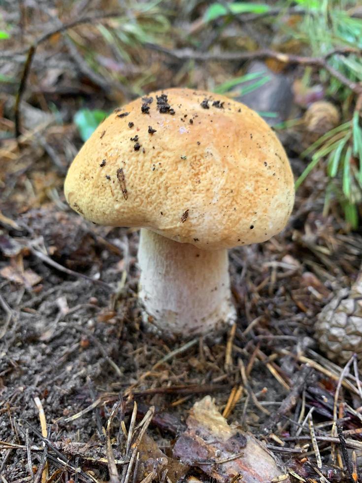 Edible mushroom white boletus grows in forest photo