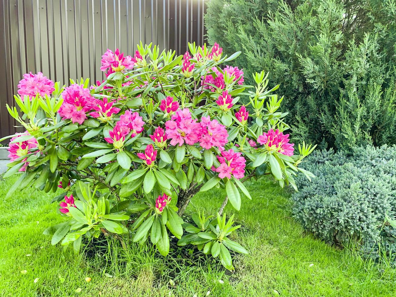 Rhododendron bush blooming with beautiful pink flowers photo