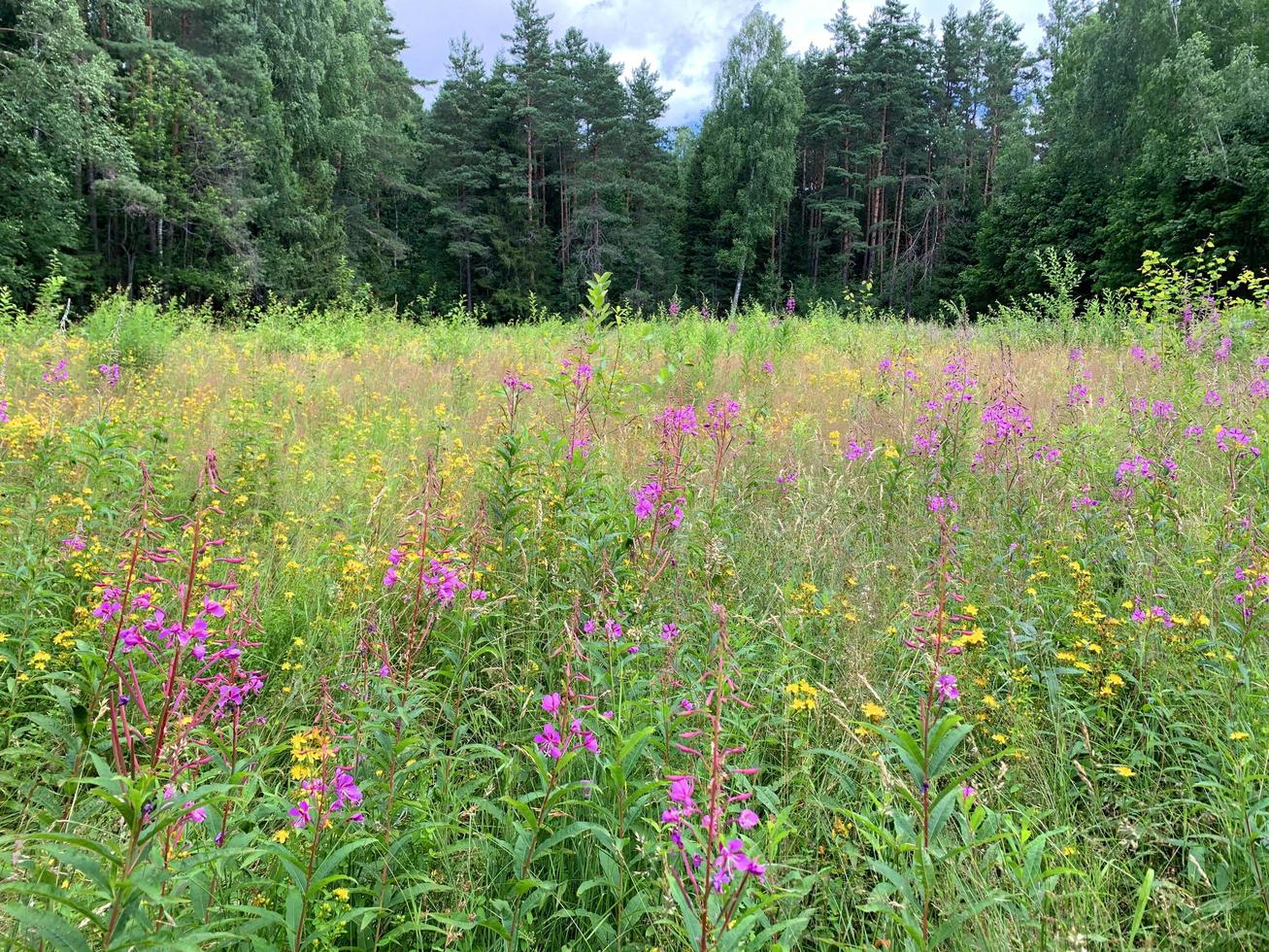 Planta chamaenerion que crece en campo en el bosque foto